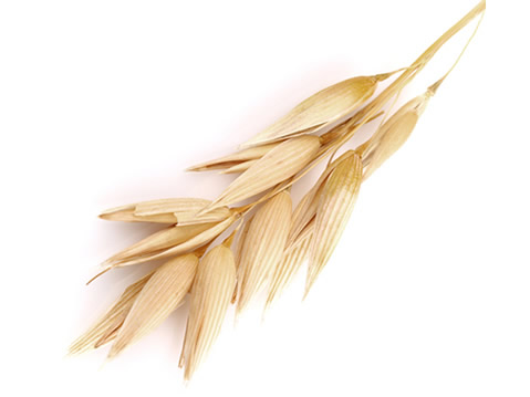 Spring Naked Oats Spring Naked Oats