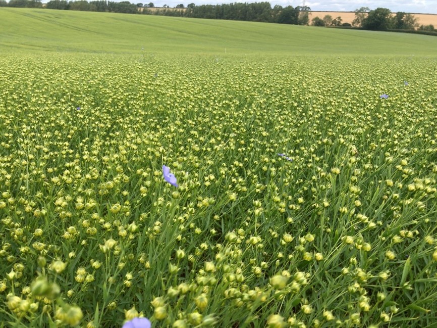 Spring Linseed Empress following a cover crop stubble turnips in Northants 30th June 2022