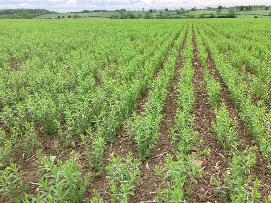 Spring Linseed Empress in Leicestershire May 2022