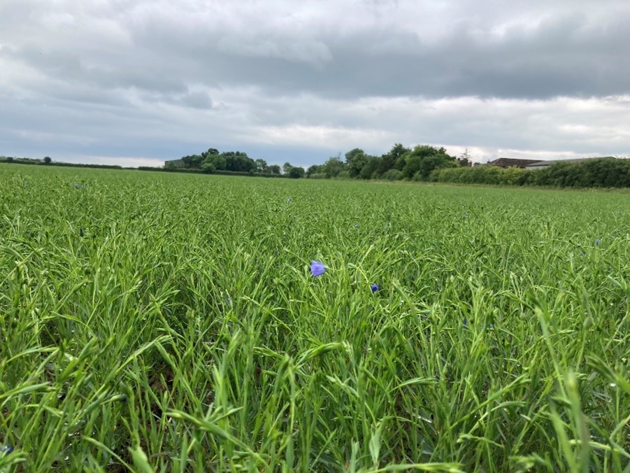 Spring Linseed Empress in green bud by end of June 2022