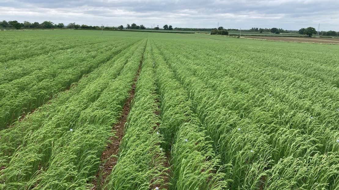 Spring Linseed Marquise in Lincolnshire end May 2022