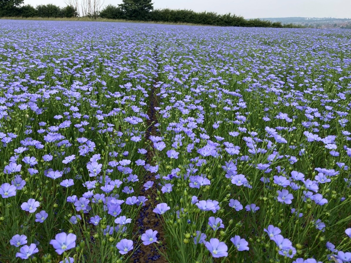 Spring Linseed Marquise in South Yorkshire end June 2022