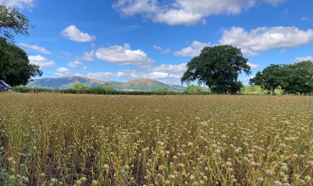 Spring Linseed Marquise in Worcestershire 4th August 2022