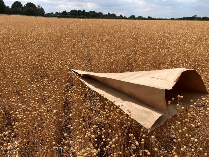 Spring Linseed Marquise ready for a grab sample collection July 2022