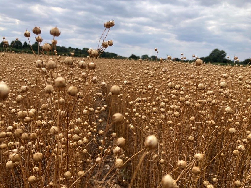 Spring Linseed Marquise ready for desiccant in Warwickshire 29th July 2022