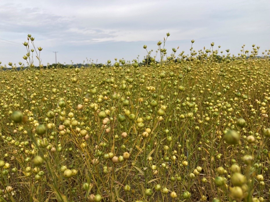 Spring Linseed VT50 at early boll fill 20th July 2022