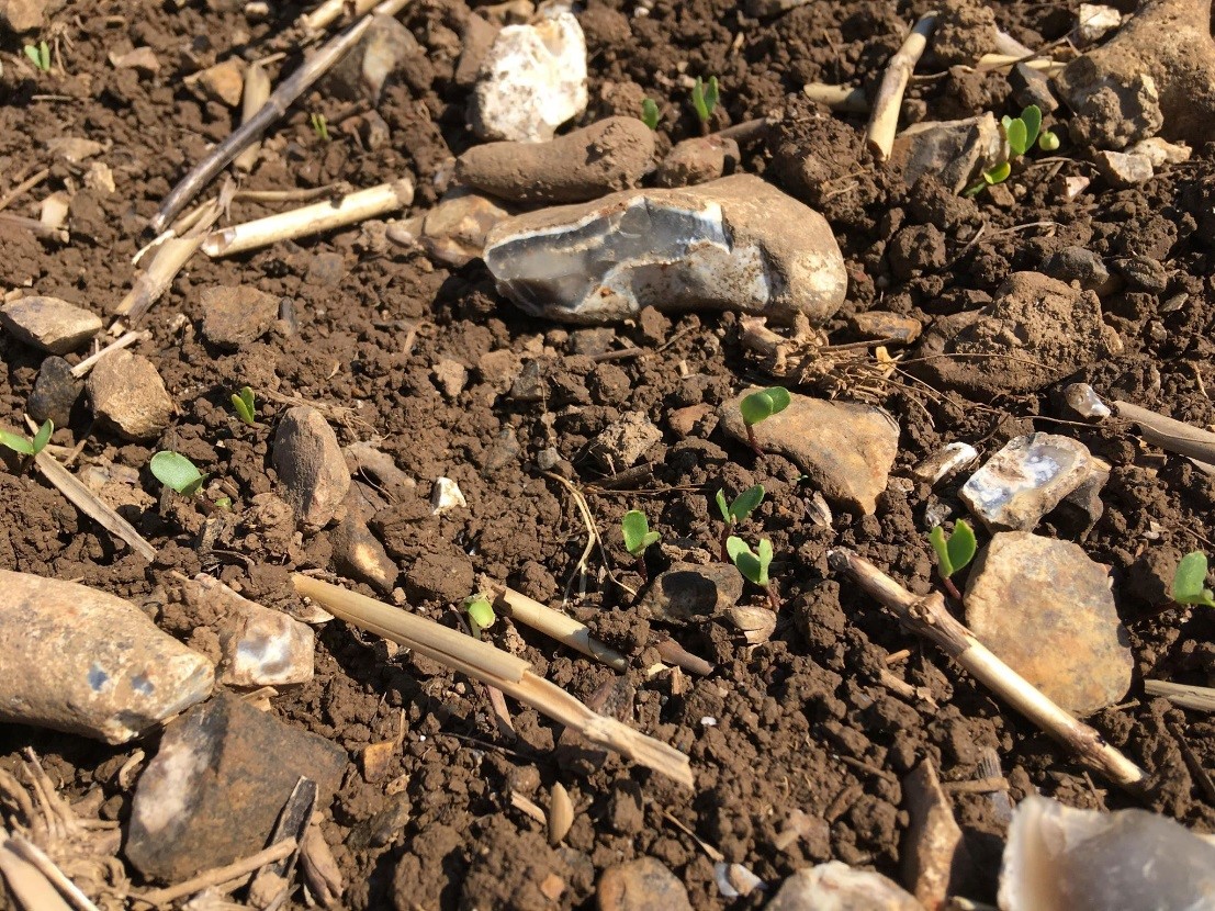 Spring Linseed Emerging - April 2019