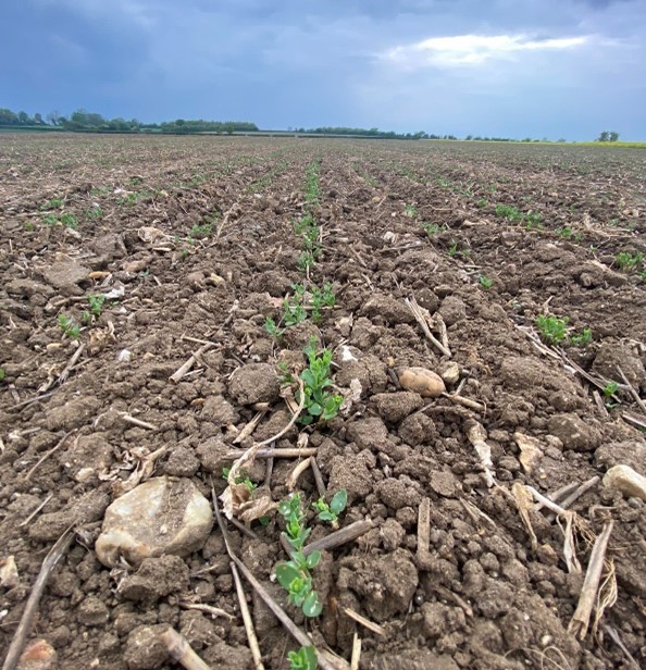 Spring Linseed emerging April 2022