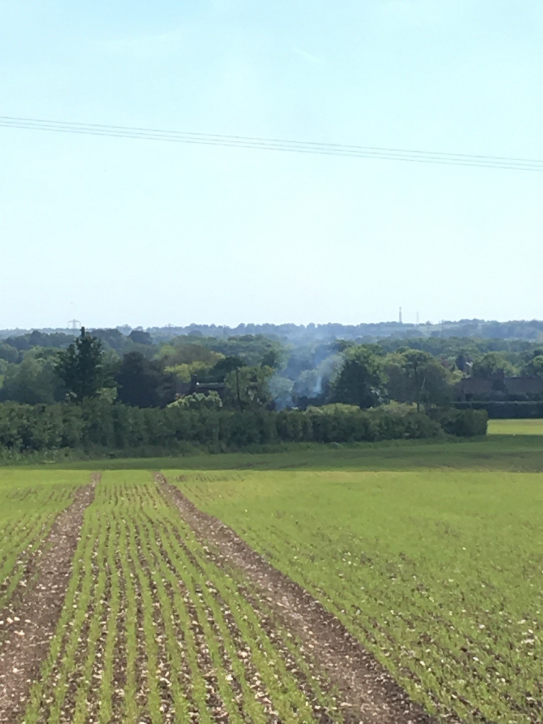 Spring Linseed in Hampshire 9cm Tall - May 2019