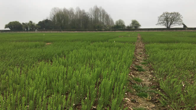 Winter Linseed Trials Sutton Scotney - 9th April 2019