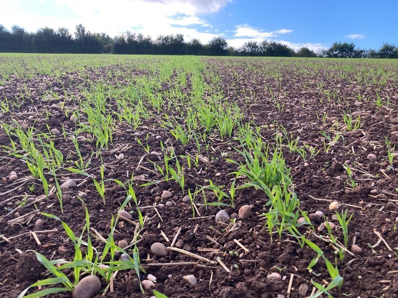 Volunteer Cereals in a Linseed Crop