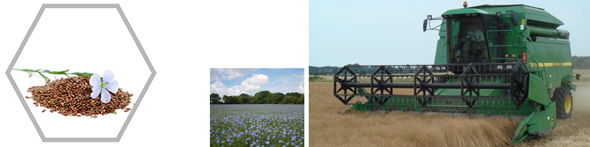 Winter Linseed Bulletins