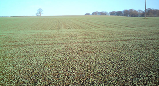 Winter Linseed