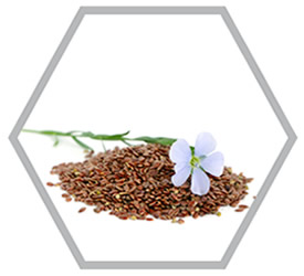 WinterLinseed button