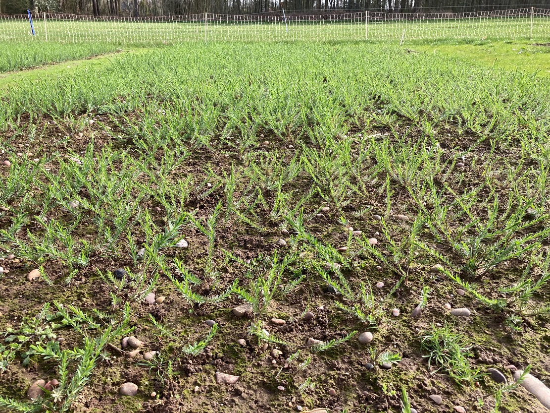Winter Linseed 3 April 2023