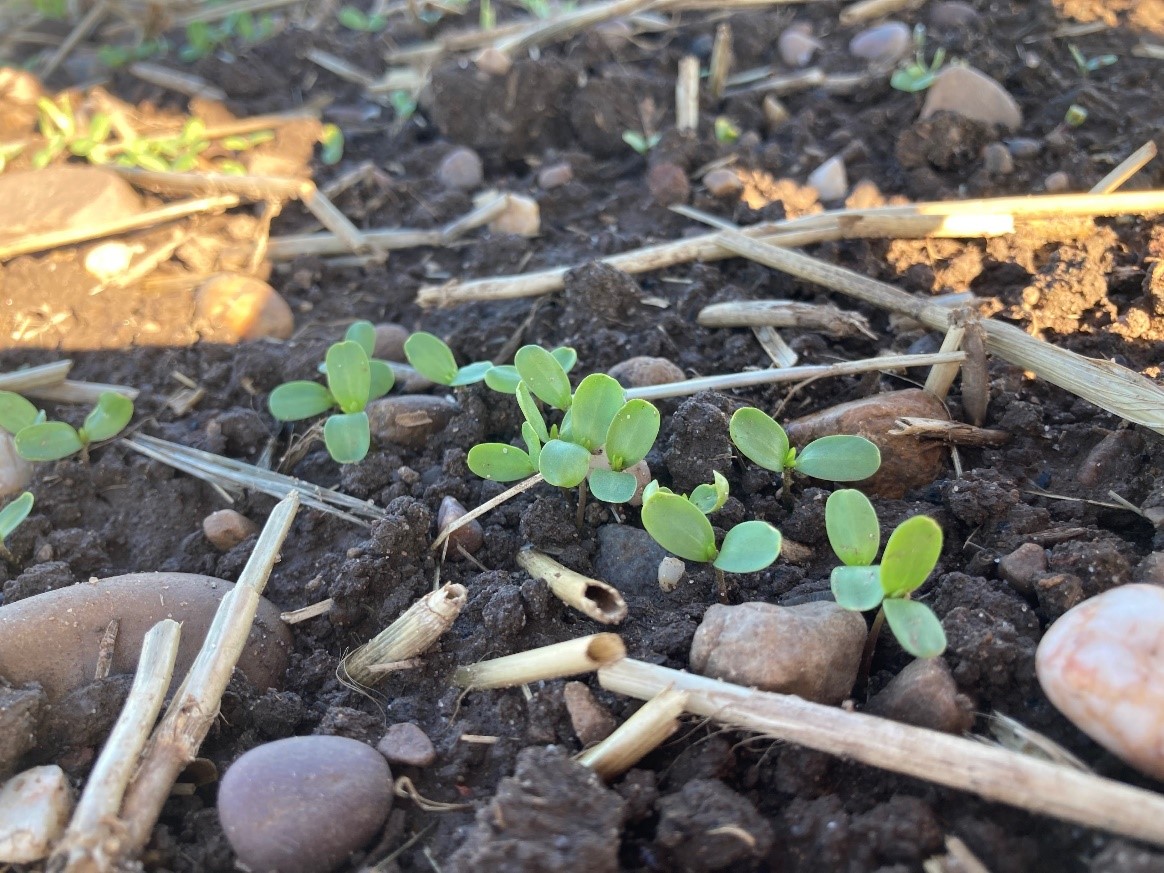 Winter Linseed Alpaga first true leaves emerging