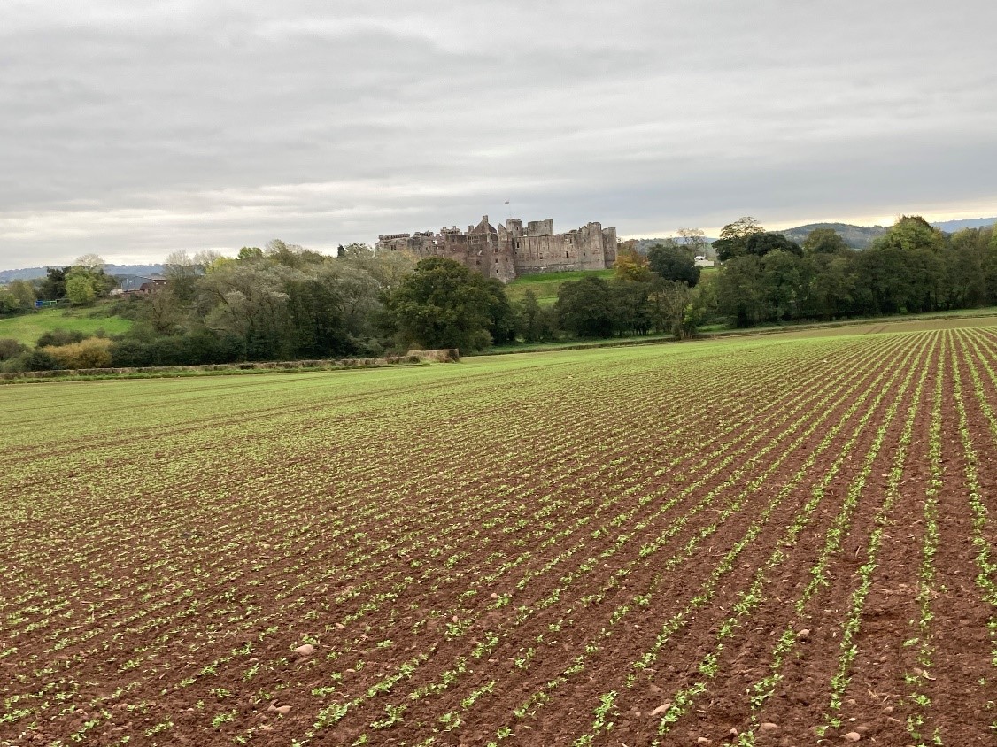 Winter Linseed, Alpaga emerged well