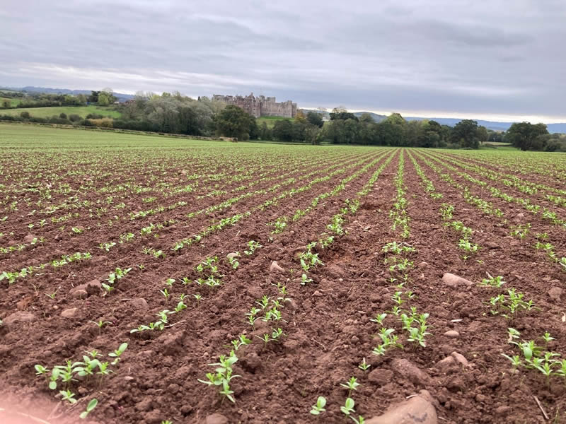 Winter Linseed Alpaga putting out true leaves