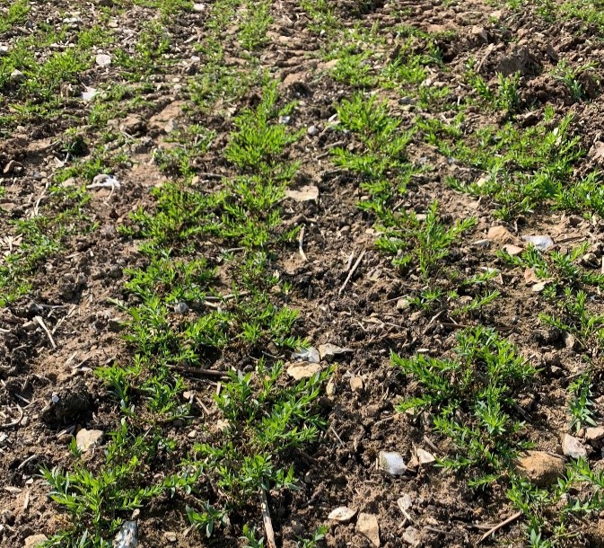 Winter Linseed Attila in Dorset recovering from pigeon damage