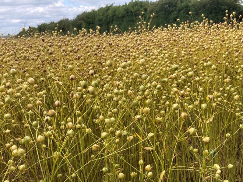 Winter Linseed Attila in Lincs approaching maturity