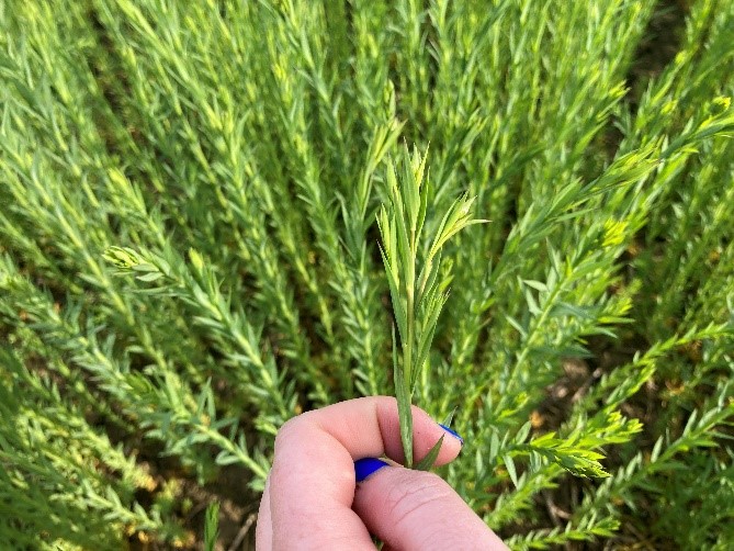 Winter Linseed Attila in Lincs at green bud