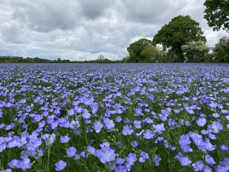 Winter Linseed Attila in flower in Lincs