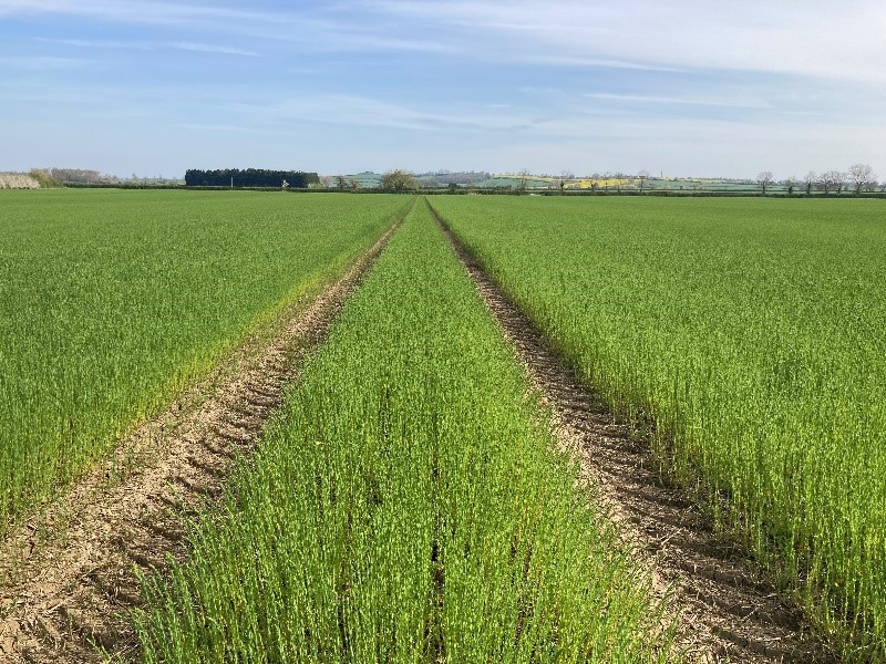 Winter Linseed Attila seed crop in Lincs