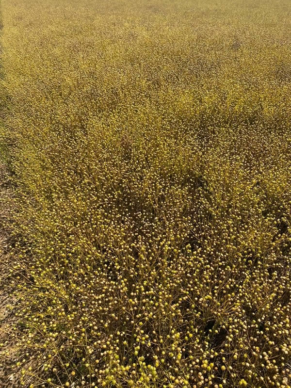 Alpaga Winter Linseed in Hampshire