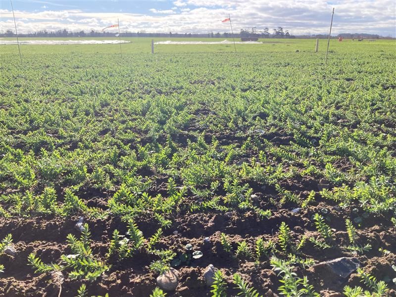 Winter Linseed Plots