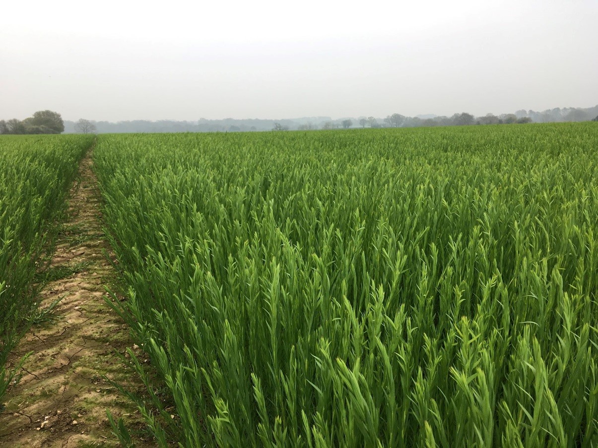 Winter Linseed at Stem Extension - March 2019