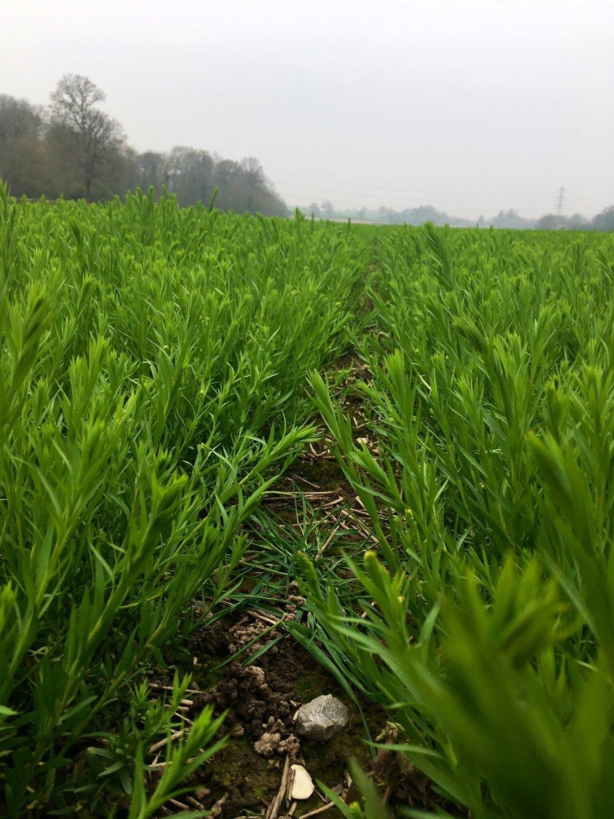 Winter Linseed at Stem Extension (2) - March 2019