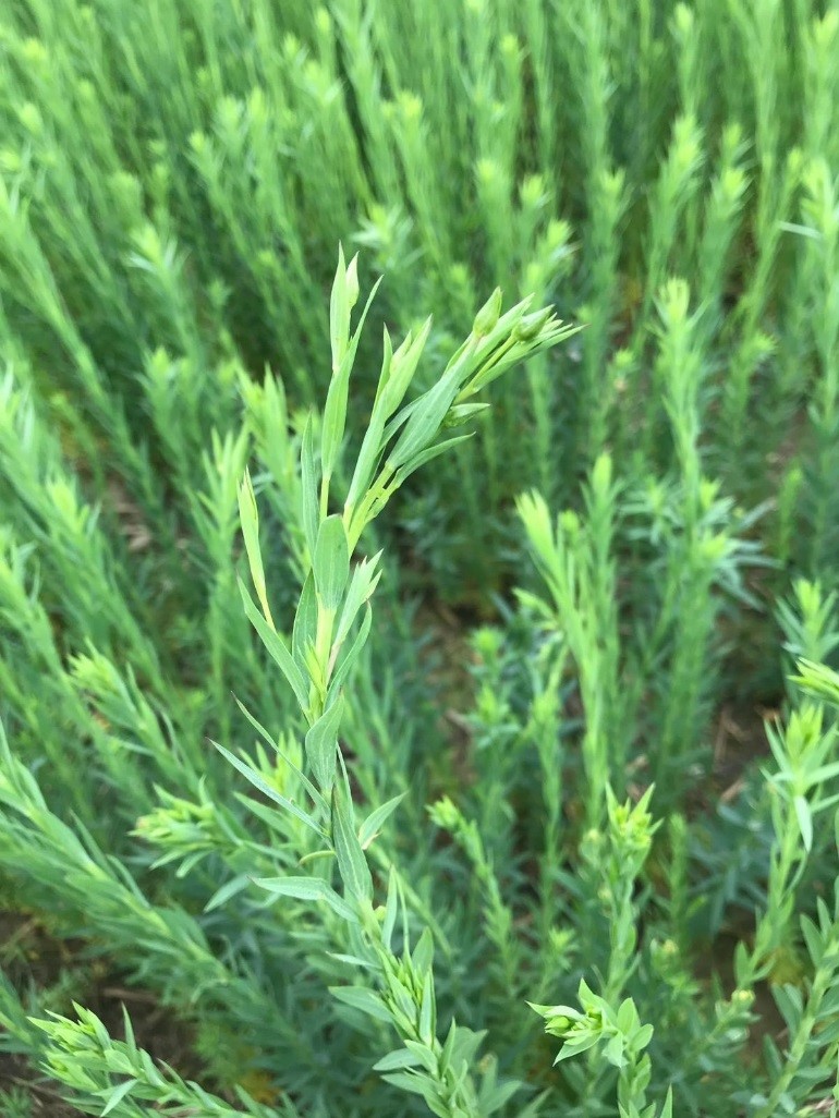 Winter Linseed Green Bud Stage - Time for Final Nitrogen Split Dose