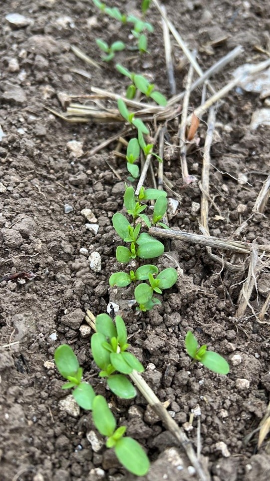 Winter Linseed in Dorset 4th October 2022