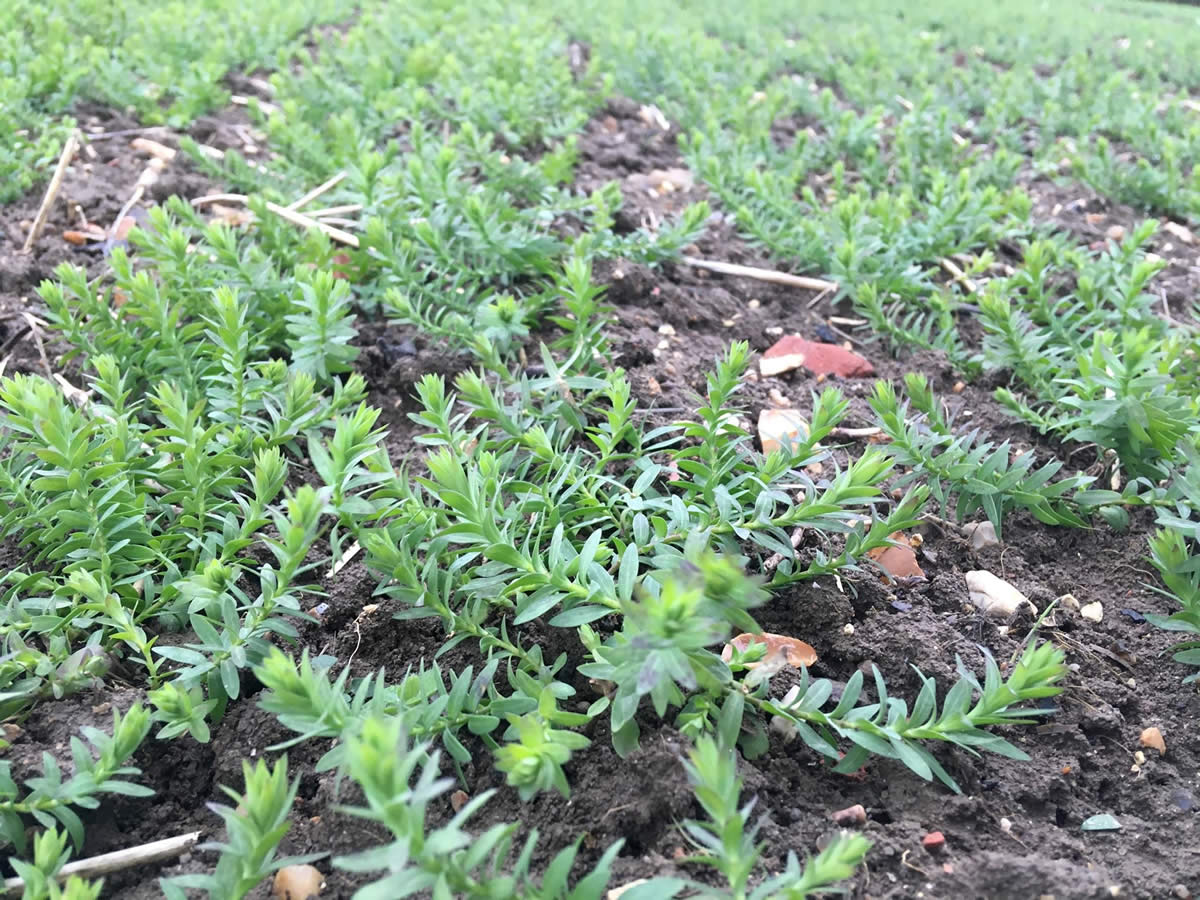 Winter Linseed in February (Suffolk)