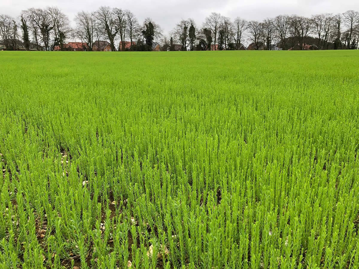 Winter_Linseed_in_Hampshire_-_Stem_Extension