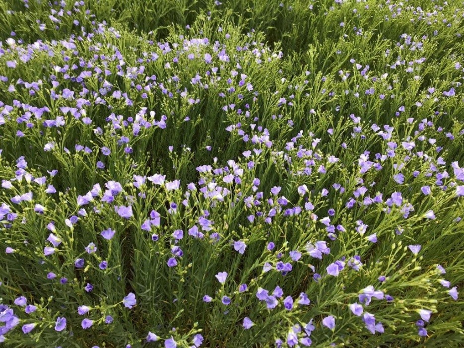Winter Linseed in Flower- May 2019