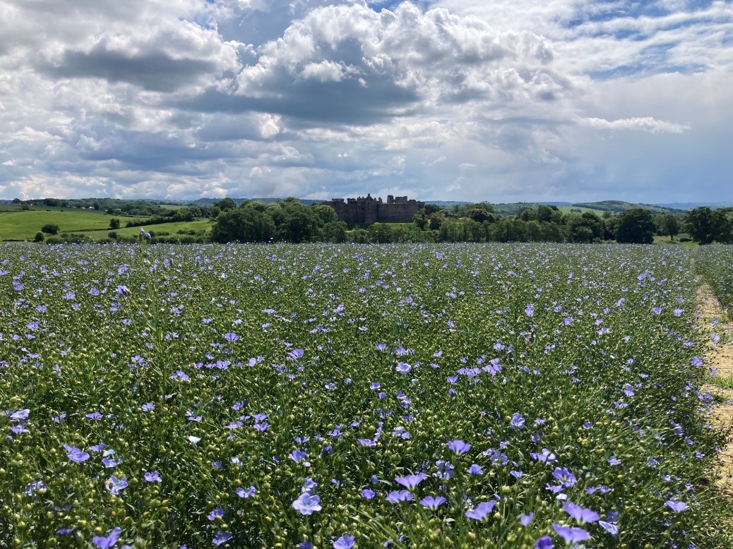 Winter linseed flowering at NJ CV Turner May 2022