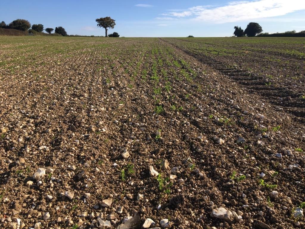 Wireworm Damage to Winter Linseed in October 2018