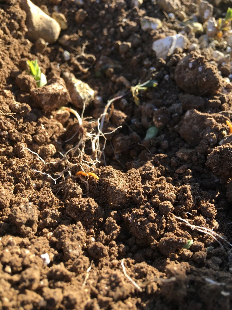 Wireworm on Winter Linseed - October 2018