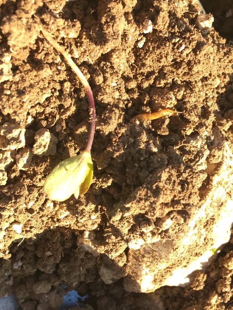 Wireworm Damage on Winter Linseed - October 2018