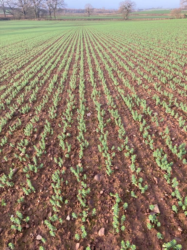 winter linseed december